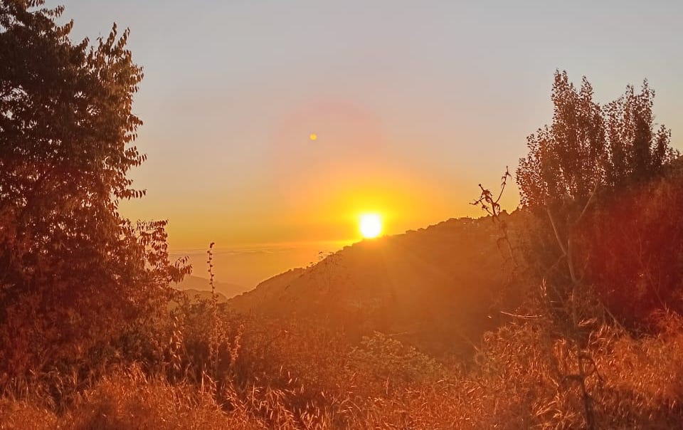 في حبّ شجرة