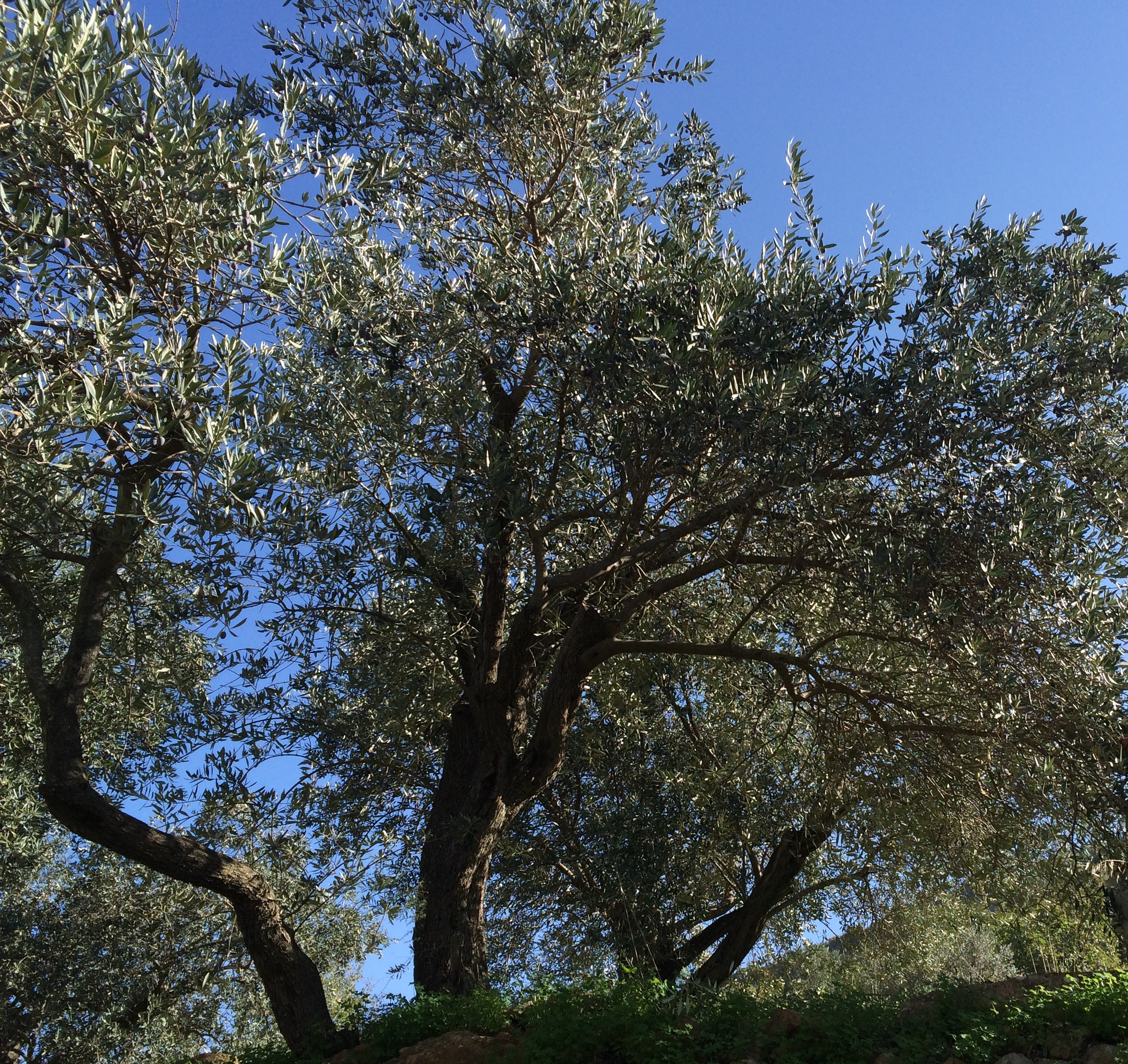 "كان غير شكل الزيتون"