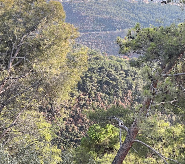 صورة توضيحية للمقال: حرج حريصا ييبس بصمت... من المسؤول؟