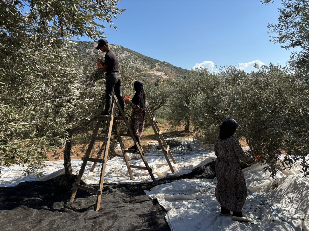 صورة توضيحية للمقال: قطف الزيتون: تُظلم النساء بالعمل والأُجرة