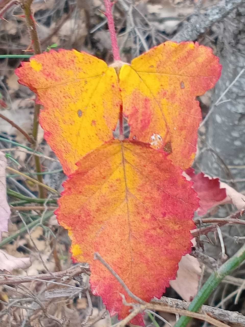 صورة توضيحية للمقال: اشتاقت المسامع إلى معزوفة المطر