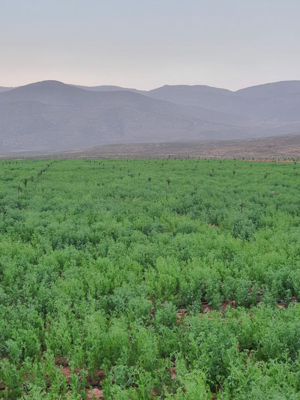 شتاء مختلف في بعلبك الهرمل :  متساقطات إيجابية تنقذ المزارعين والآبار 