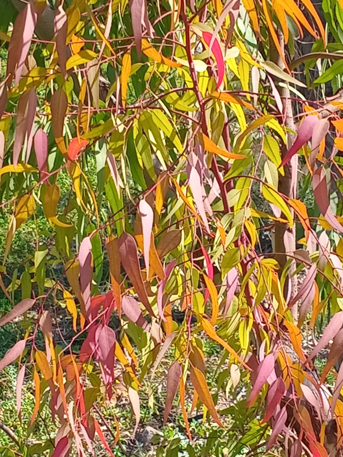 صورة توضيحية للمقال: إشراقة فرح