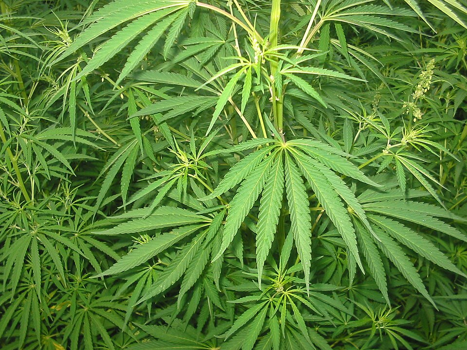 صورة توضيحية للمقال:  تعطيل انطلاقة القنّب الهنديّ: هيئة جاهزة ومزارعون ينتظرون